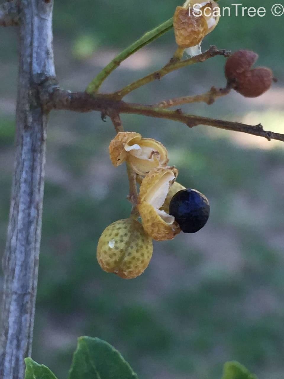 Zanthoxylum 4