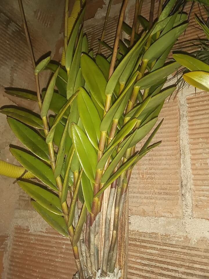 Epidendrum ibaguense 14