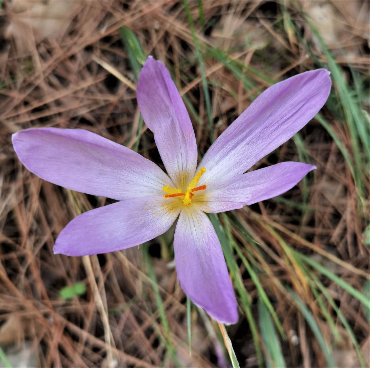 Krokus 3