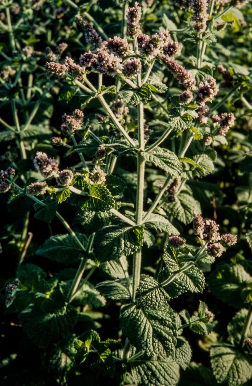 Menta villosa