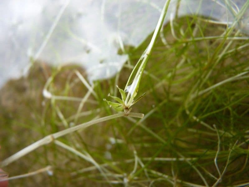 Zanichellia palustre 5