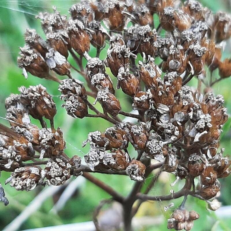 Achillée millefeuille 3