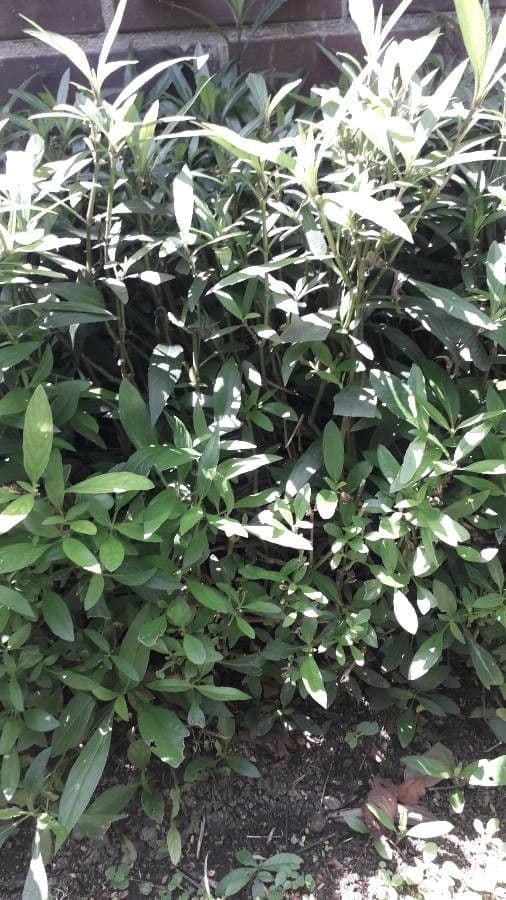 Ruellia simplex 11