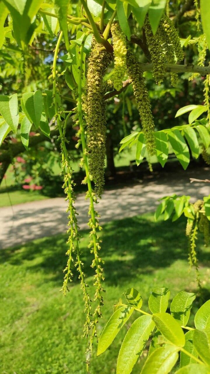 Pterocarya rhoifolia 6