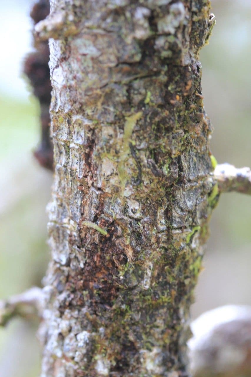 Phyllanthus phillyreifolius 23