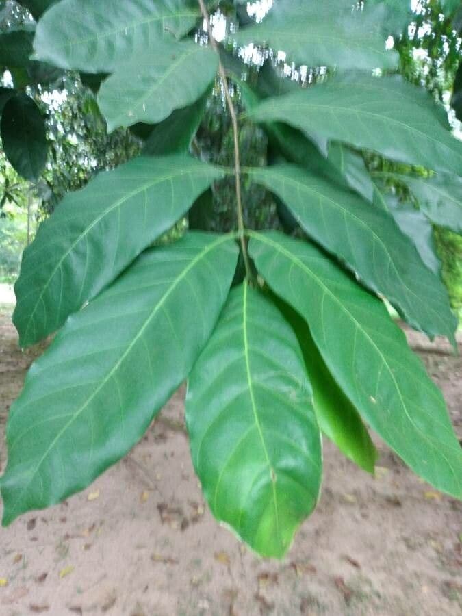 Guarea 14