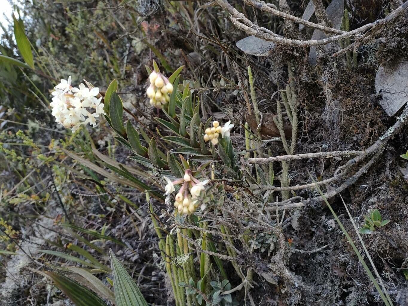 Epidendrum 2