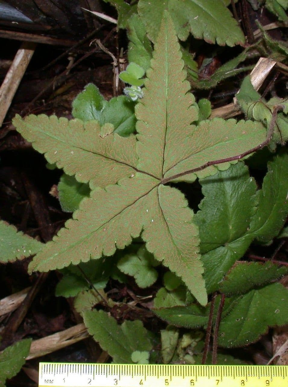 Hemionitis 3
