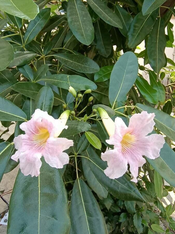 Tabebuia bledá 10