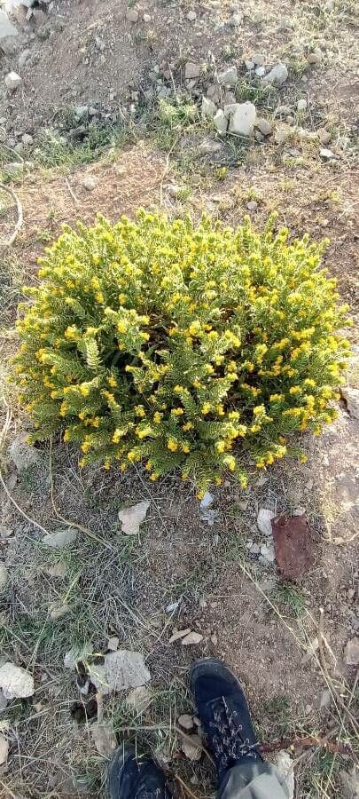 Alkanna orientale 8