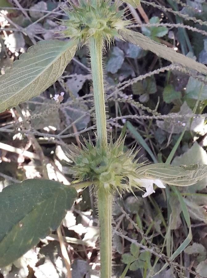 Canapa selvatica 24