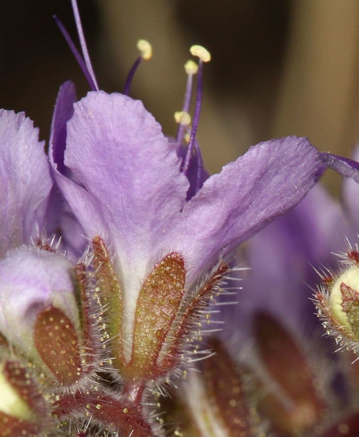 Facelia crenulata 4