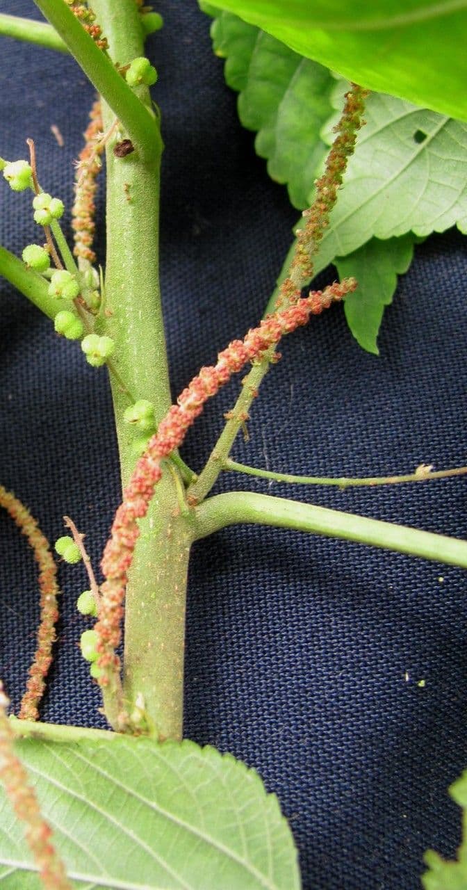 Acalypha villosa 8