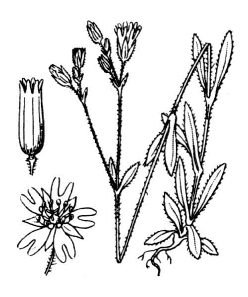 Cerastio dubbioso 20