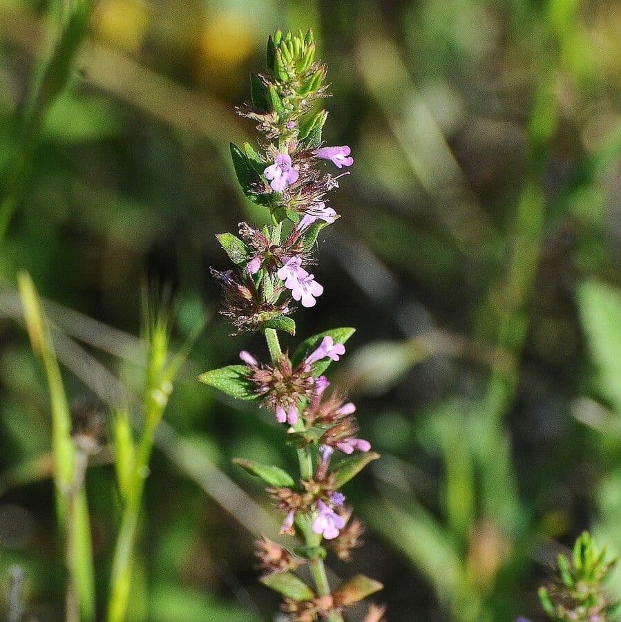 Micromeria greca 5