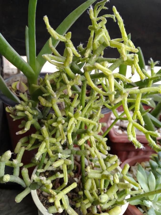 Cactus corail 20