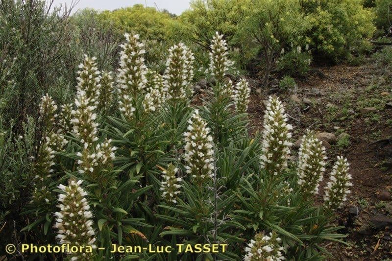 Echium 10