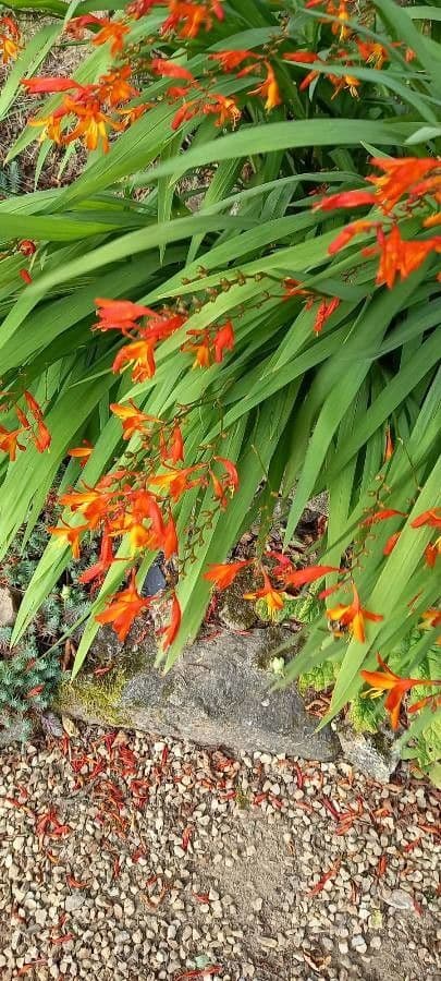 Montbretia 10