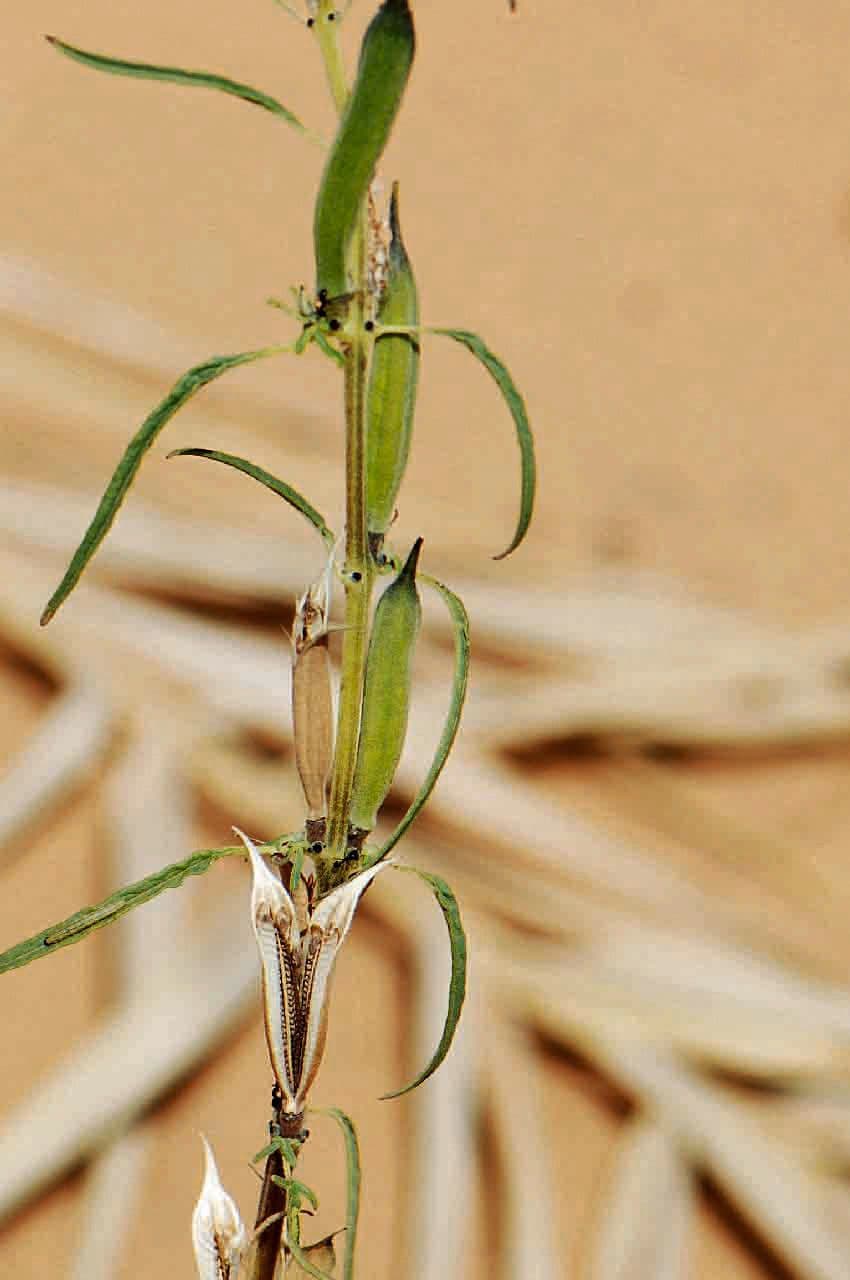 Sesamo alato 16