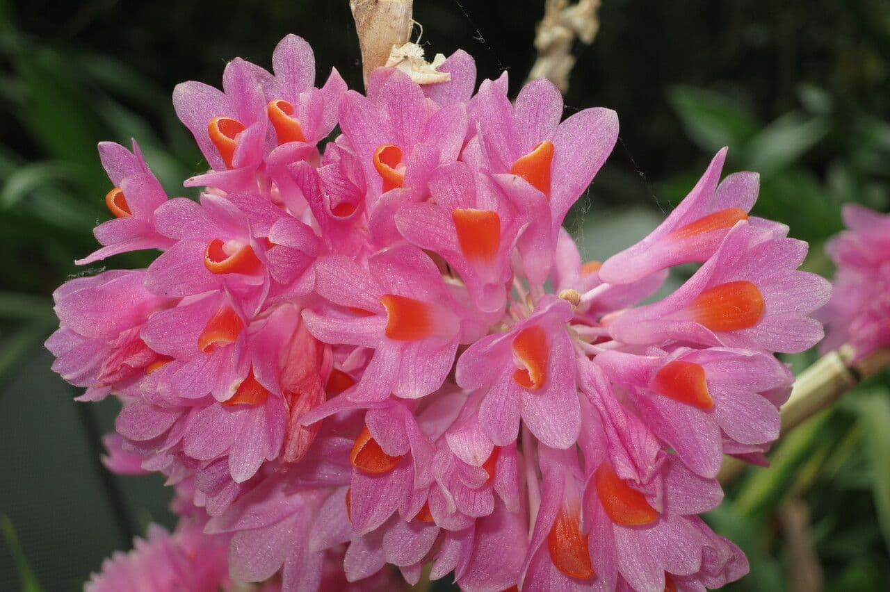 Dendrobium pseudoglomérato