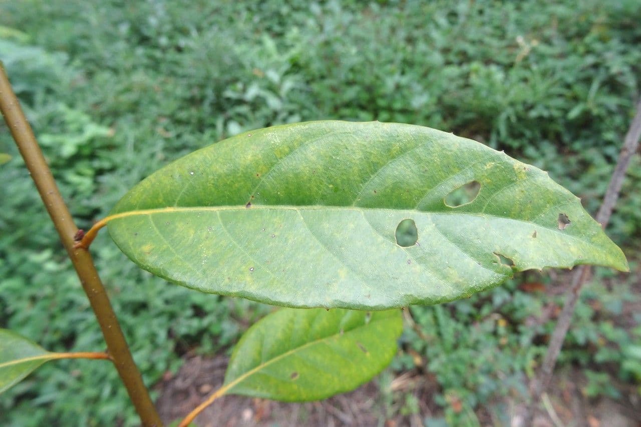 Quercia acuta 8