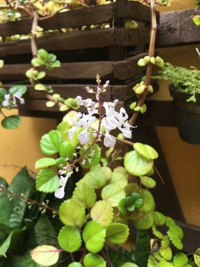 Plectranthus 2