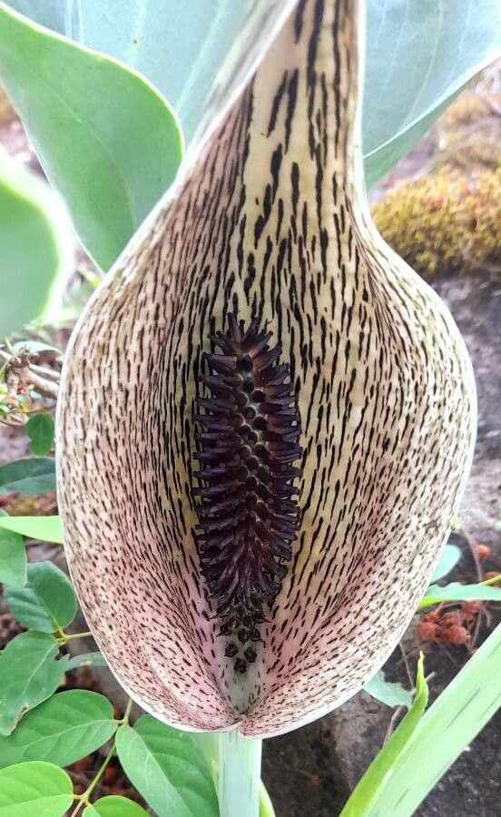 Synandrospadix 2