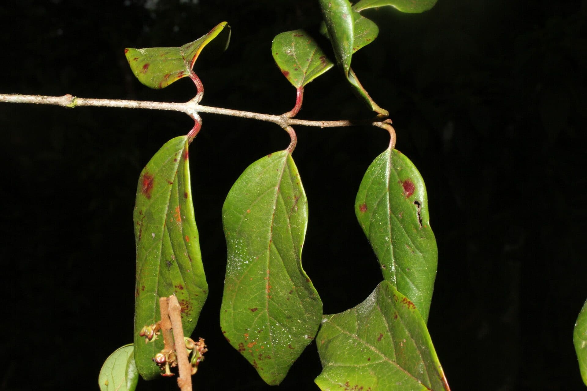 Heteropterys 3