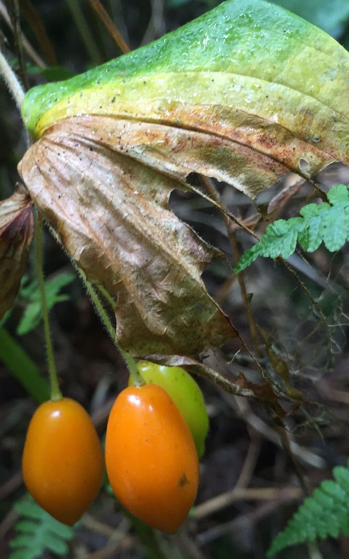 Prosartes 3