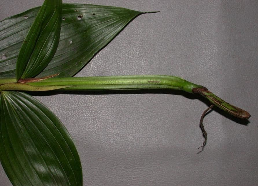 Sobralia 19