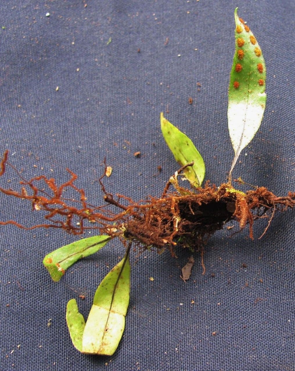 Felce squamostellata