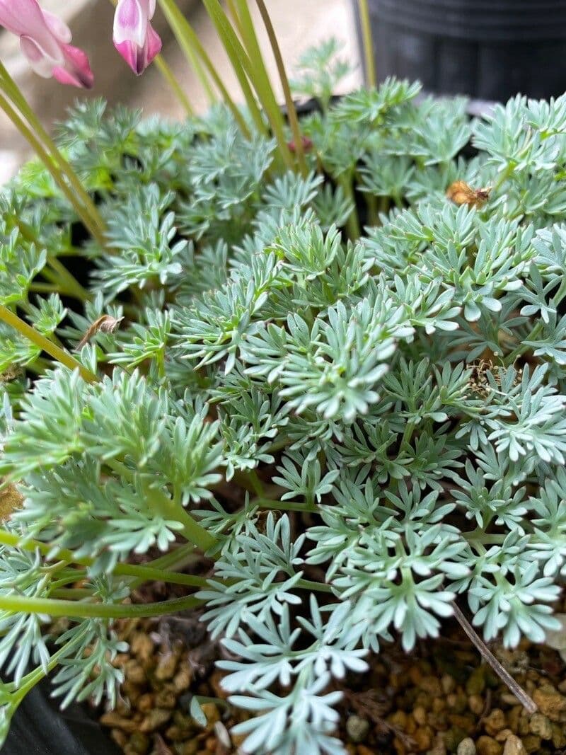 Dicentra 6