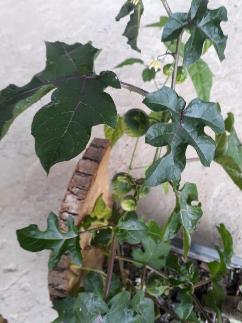 Solanum 3