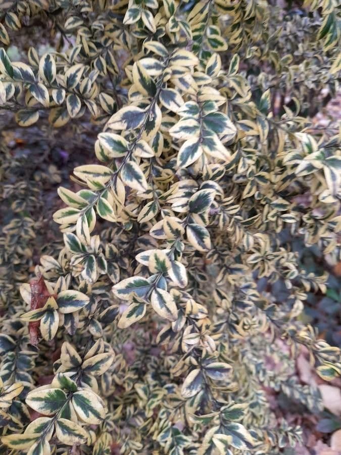 Azara microphylla 6