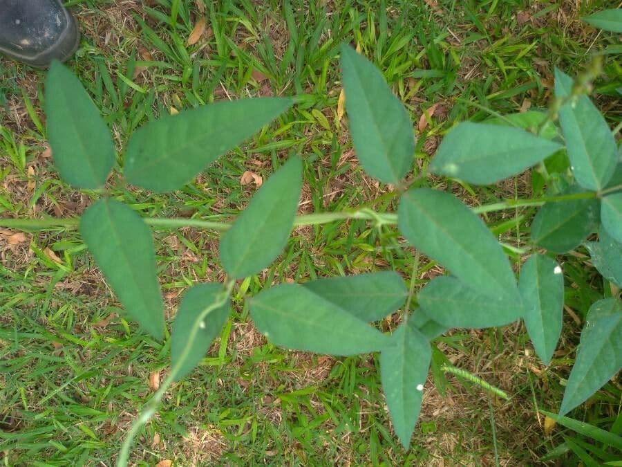 Macroptilium lathyroides 18