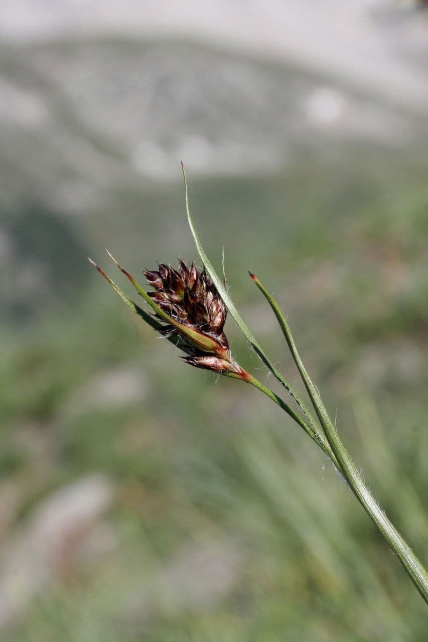 Junco pediforme 3