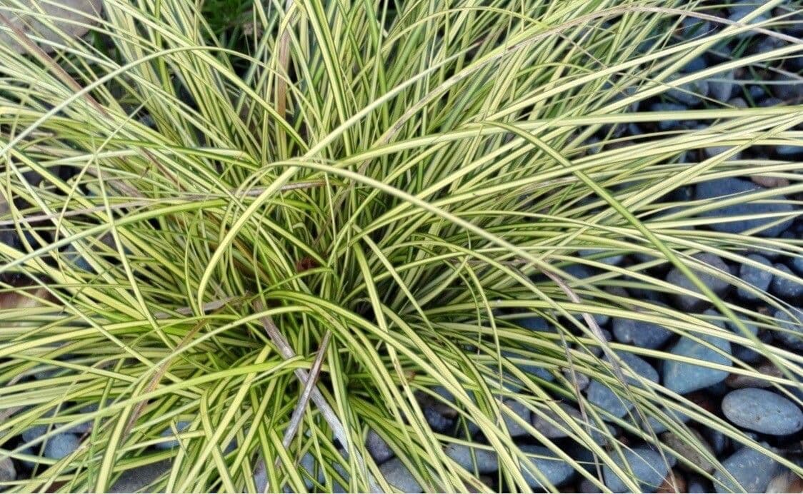 Carex brunnea 2