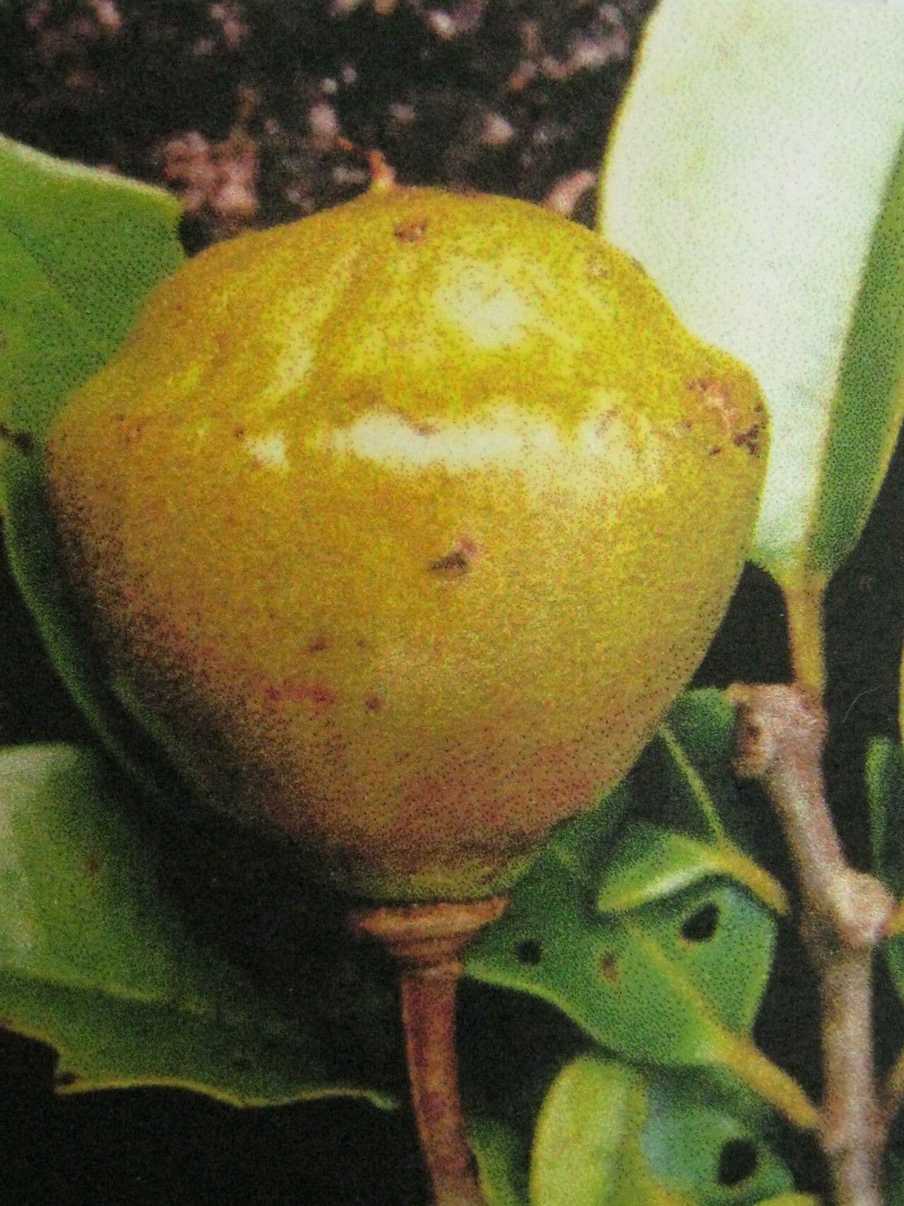 Lafoensia vandelliana