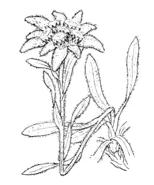 Plesnivec alpský 25