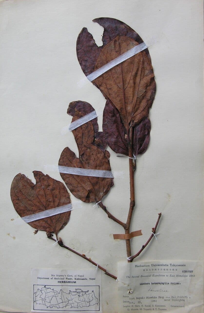 Lindera obtusiloba 17