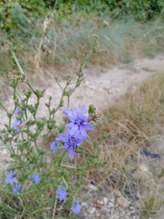 Cicoria comune 28