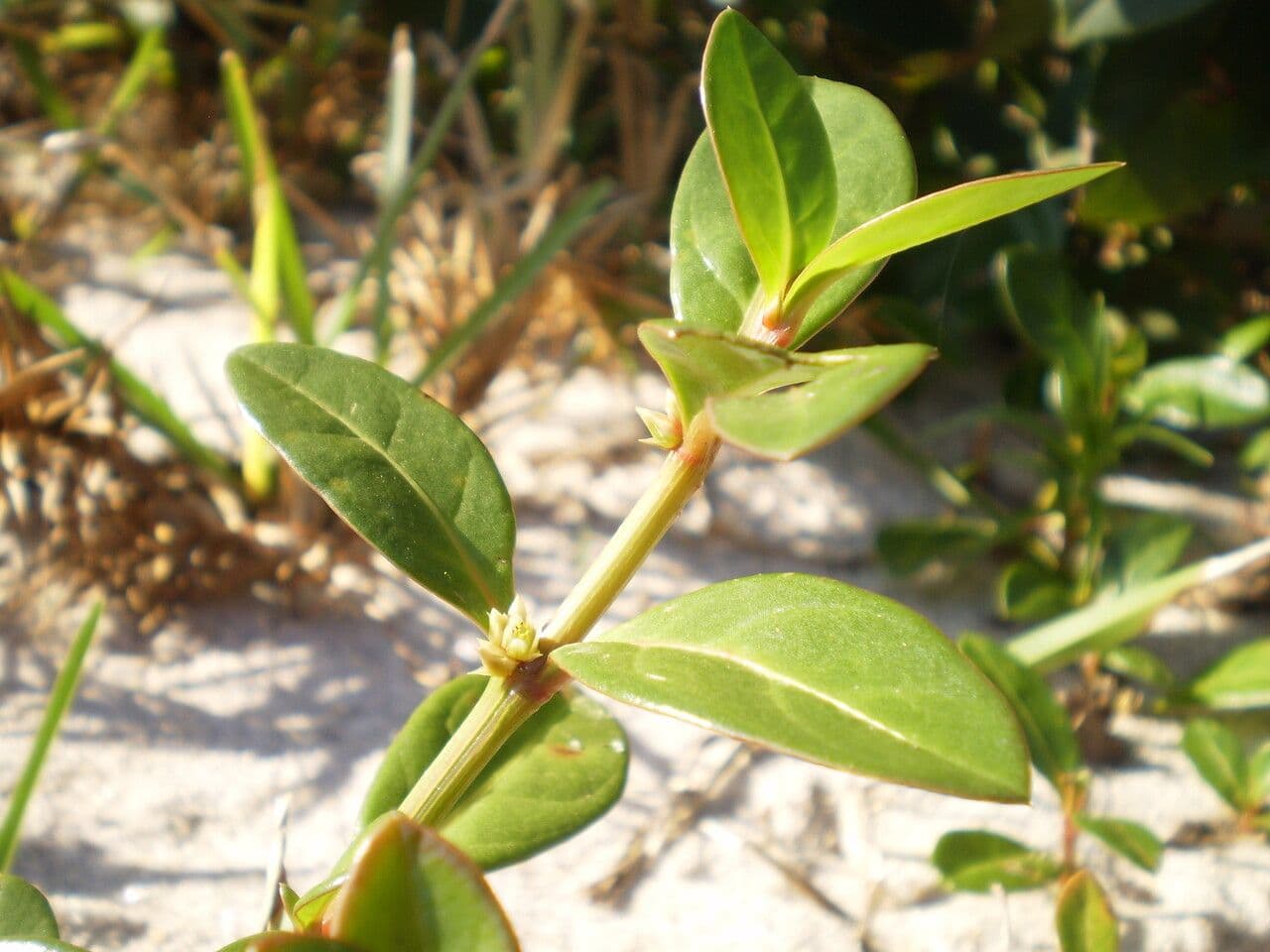 Alternanthera 12