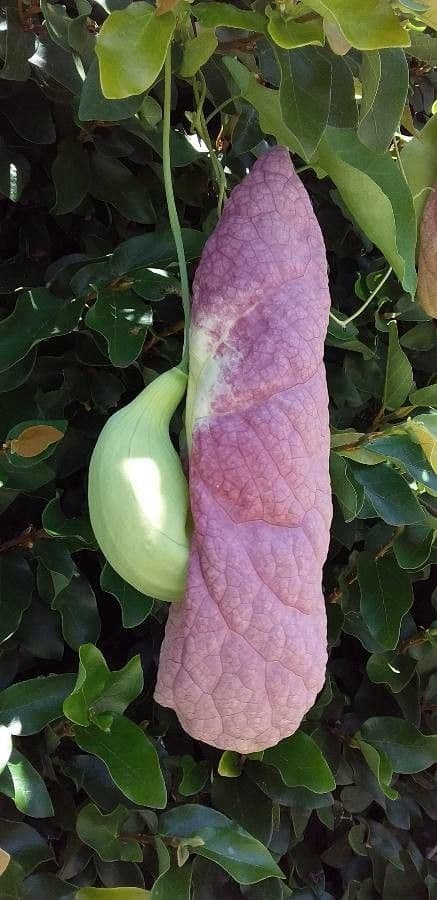 Aristolochia 21