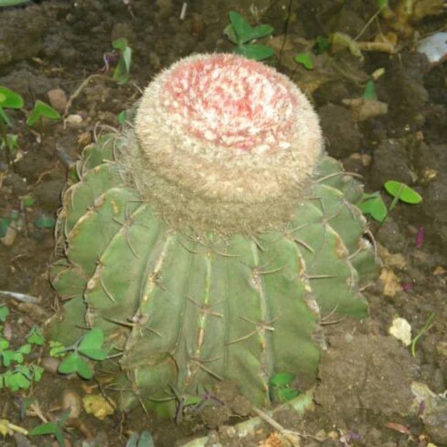 Melocactus