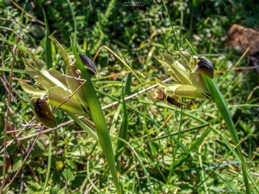 Iris tuberoso 8