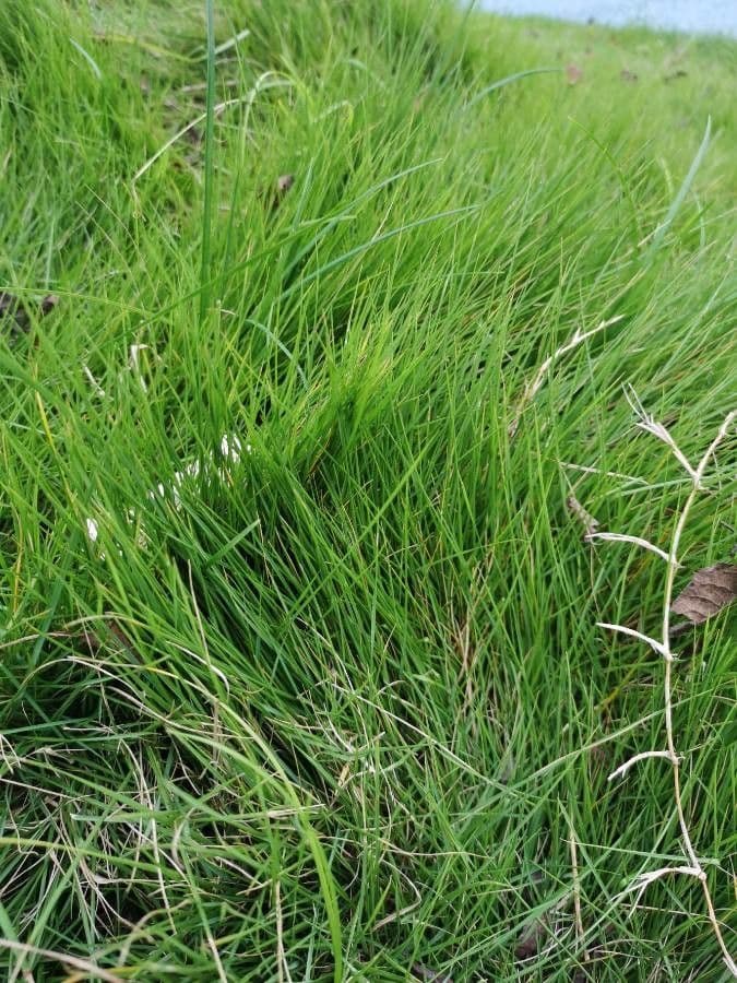Festuca gautieri 16