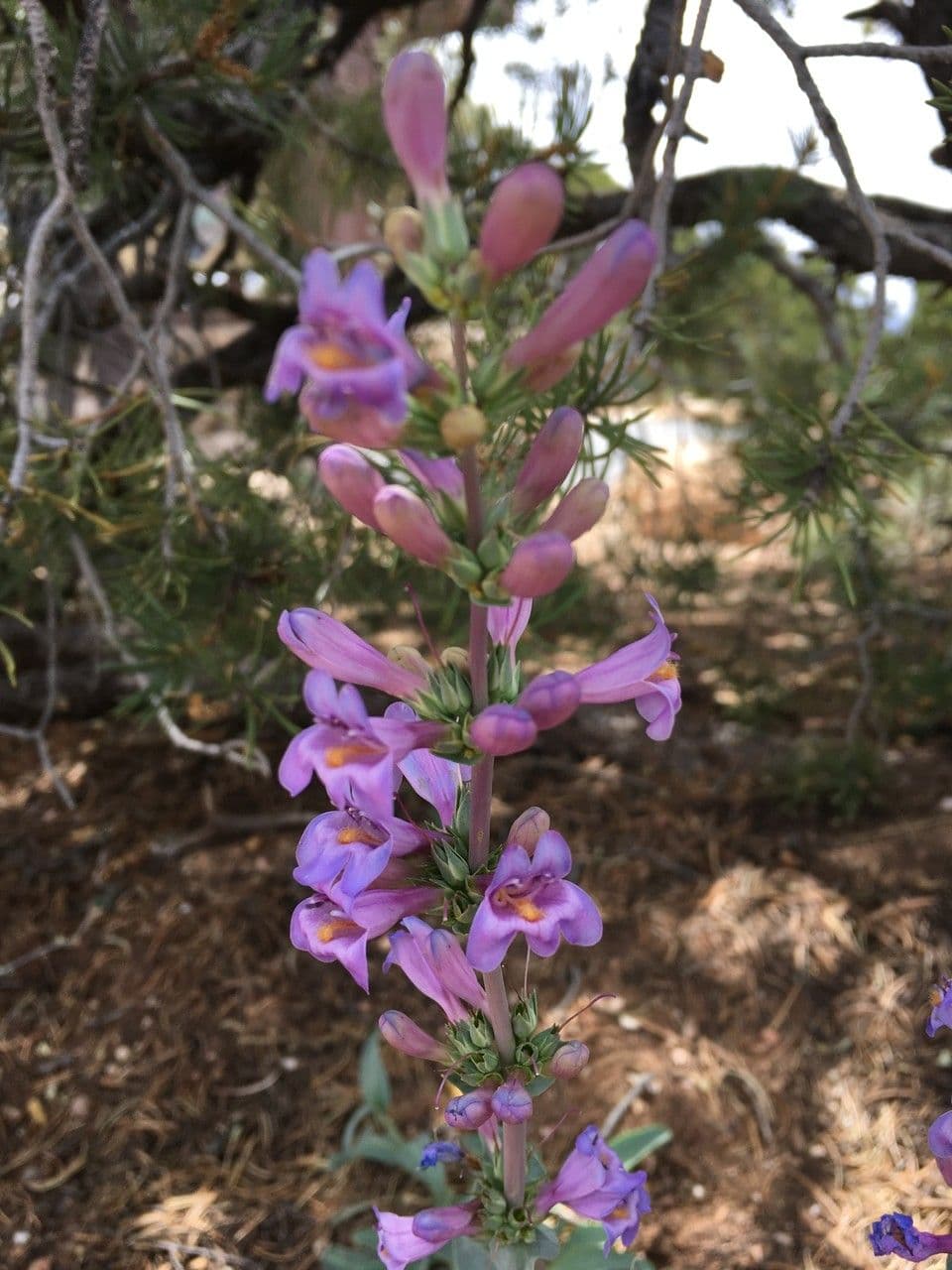 Penstemon secundiflorus 13