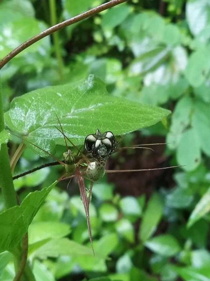 Ceropegia