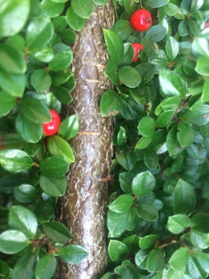 Cotoneaster 21