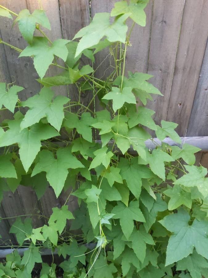 Zucca spinosa 12
